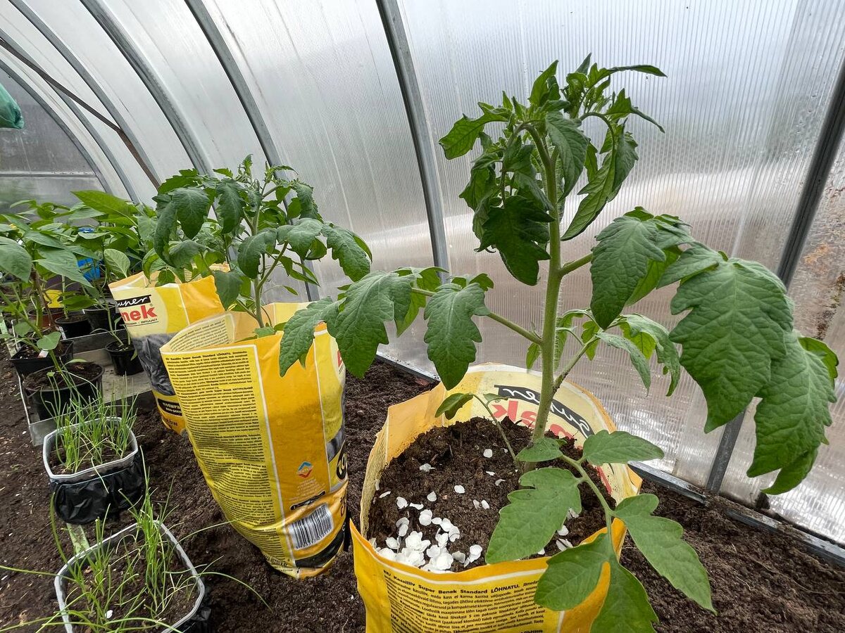 17 апреля 2025 года. Помидоры были посеяны 4 марта. Фото автора