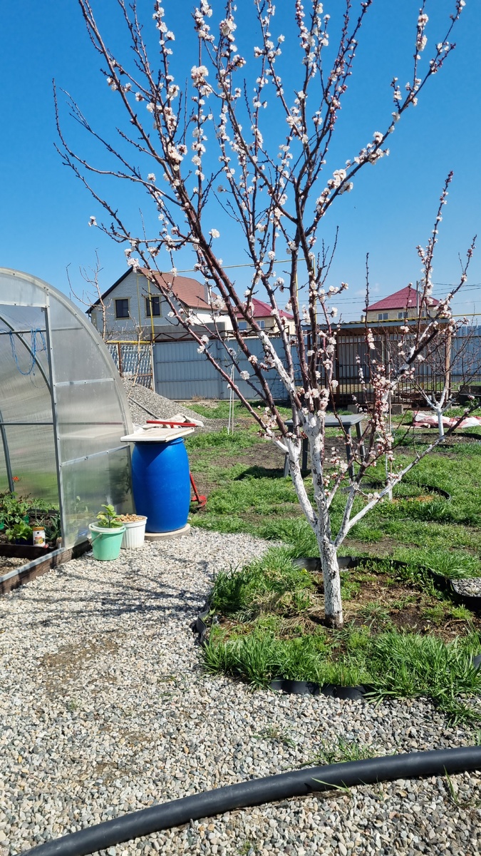 Архивное фото. Этот абрикос в итоге заболел и погиб. Да, потери случаются у всех. Фото: Зеленая леди, сад, семья и томатный сок