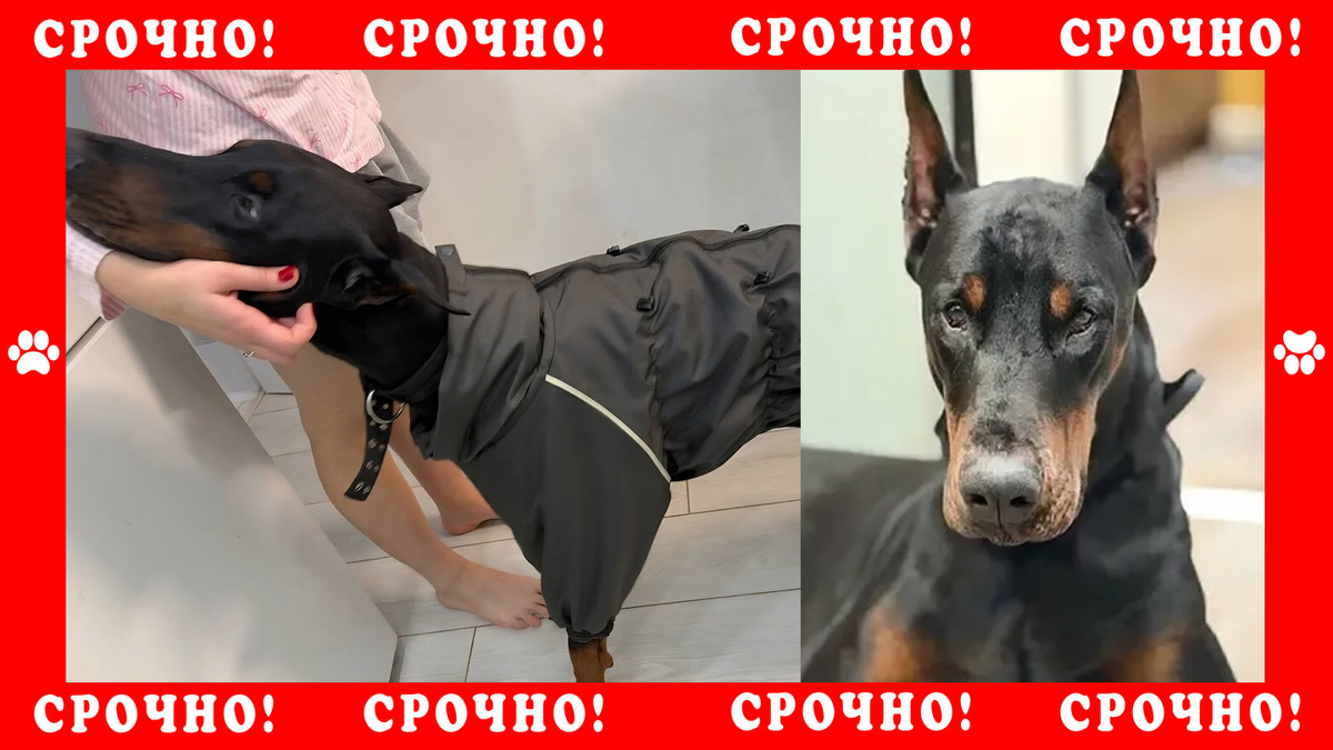 Доберман пропал в Балашихе