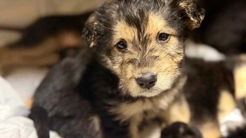 Жались друг к другу, пытаясь выжить: Шестерых голодных щенков в коробке бросили погибать на морозе под Петербургом