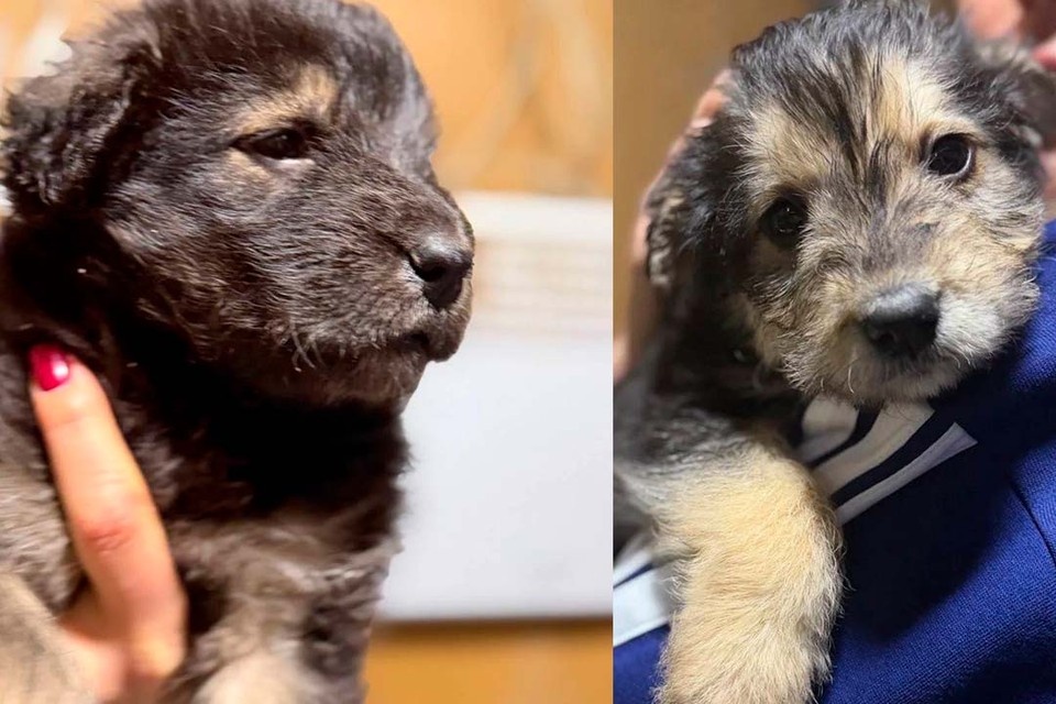    Крохам снова нужно поверить в человека. Фото: Госветслужба Ленобласти