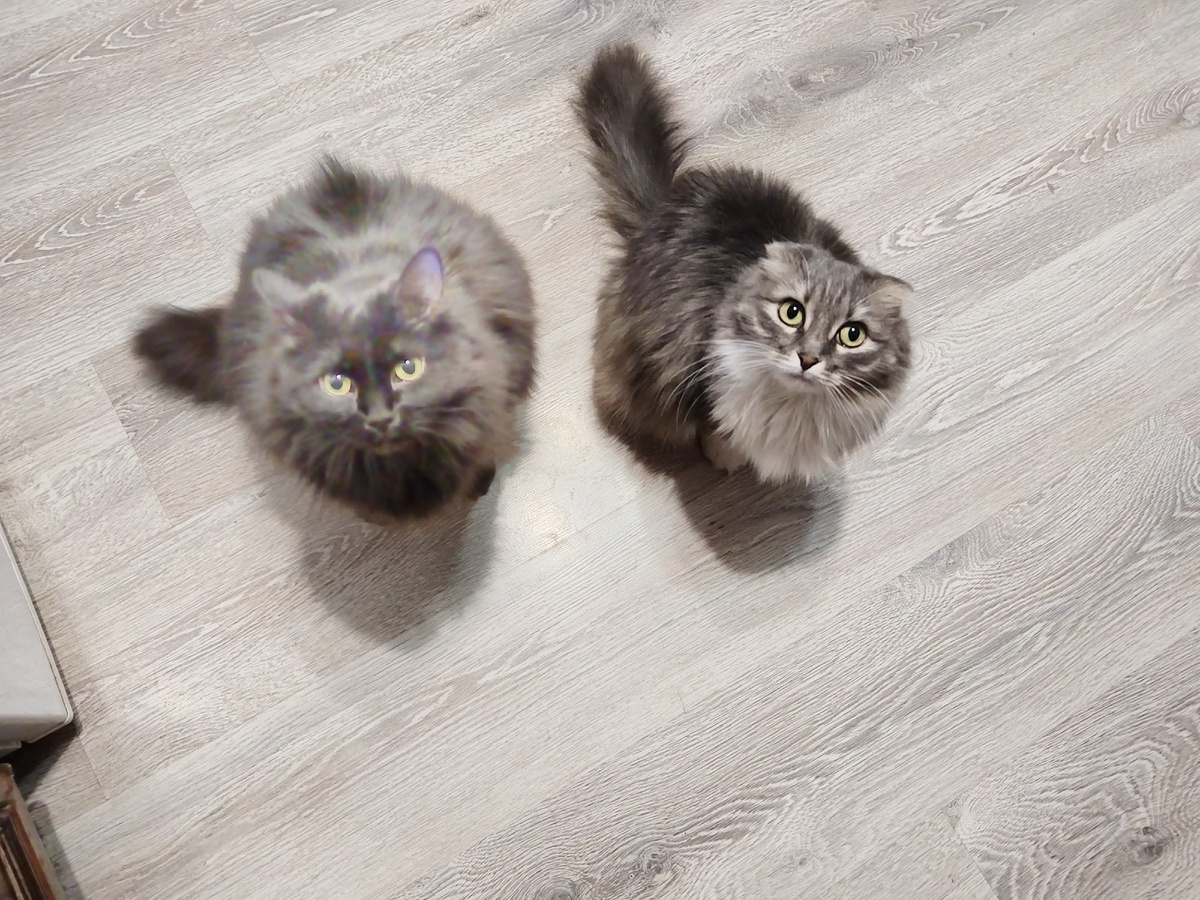 Очень голодно!