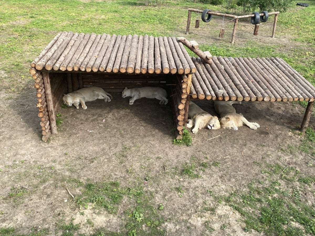 Тенёк для отдыха