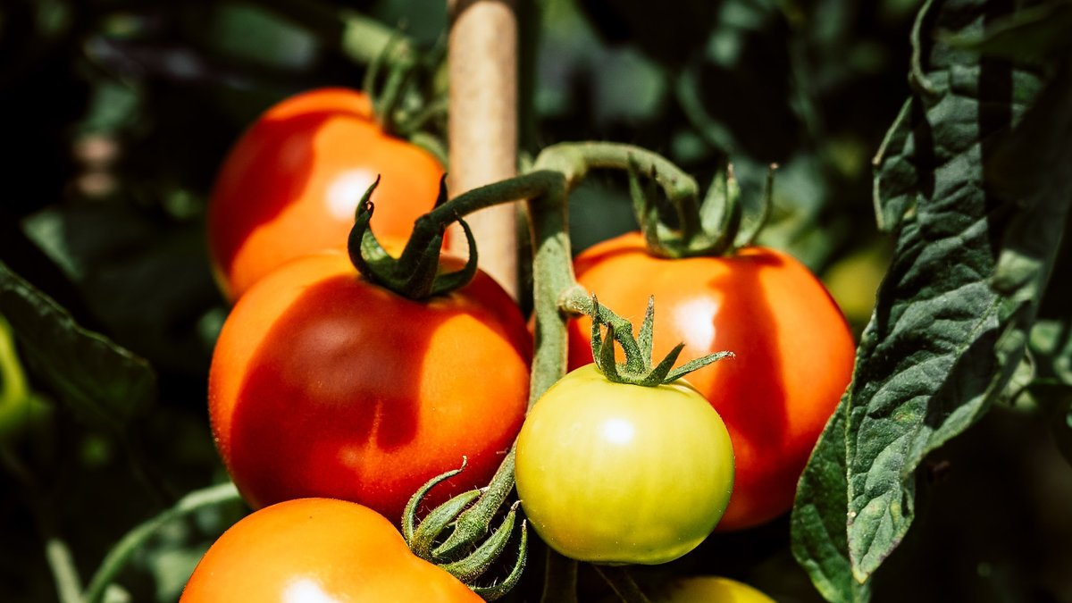 Почему февраль — важный месяц для посадки томатов?