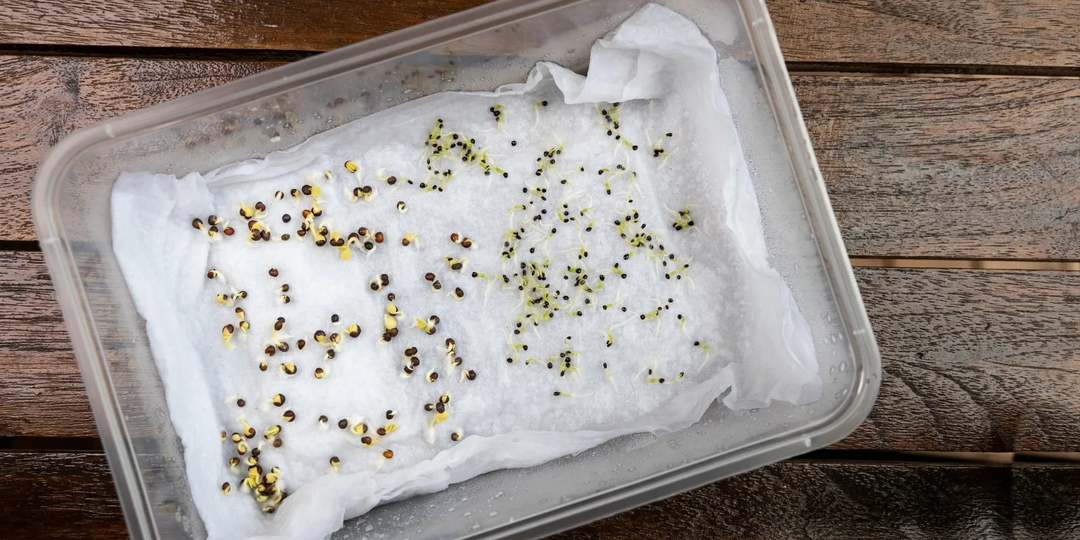 Стратификация семян: подробный гид по растениям, которым необходима холодная пробуждение перед посевом