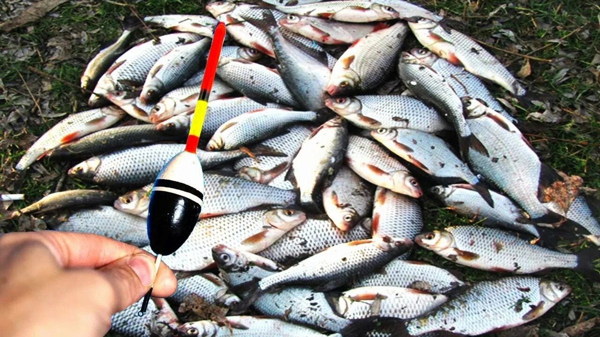 Выбор поплавка для успешной рыбалки.