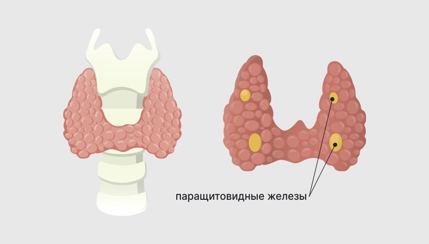 Тихий регулятор кальция: как паращитовидные железы управляют вашими костями, нервами и сердцем - и что делать, если они «сбиваются с ритма»