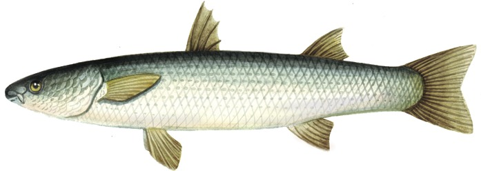 Planiliza haematocheilus