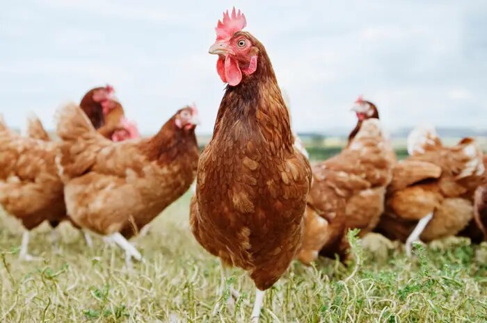 Священные куры