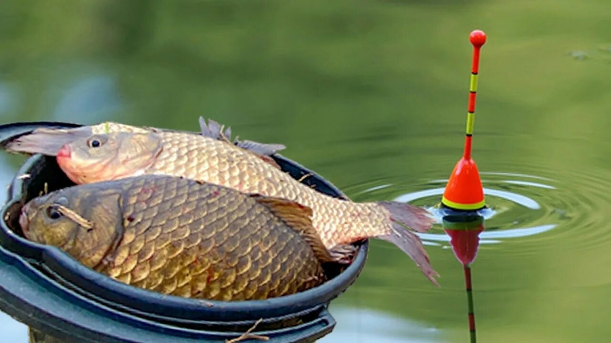 Рыбалка на поплавок.