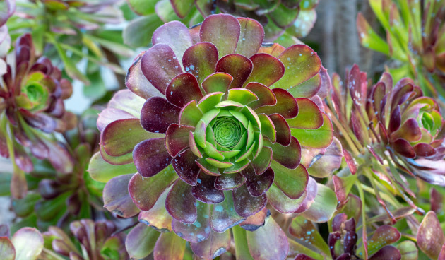    Эониум древовидный. Фото: Esin Deniz / Shutterstock / Fotodom