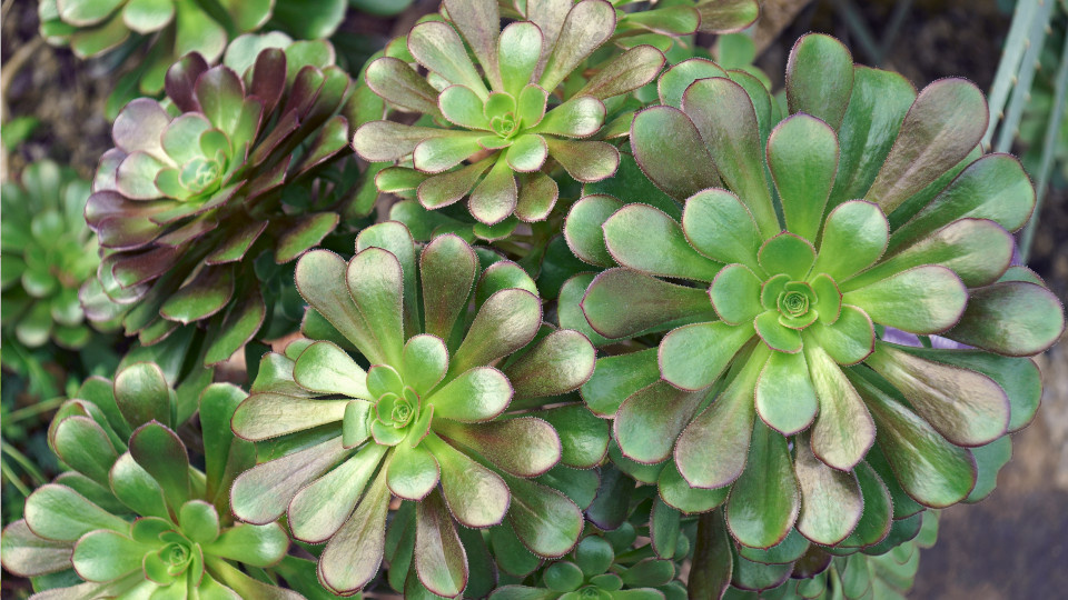 Эониум. Фото: Beach Creatives / Shutterstock / Fotodom
