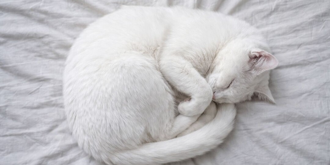 Кошка спит в позе эмбриона: когда это уют, а когда — тихая боль?