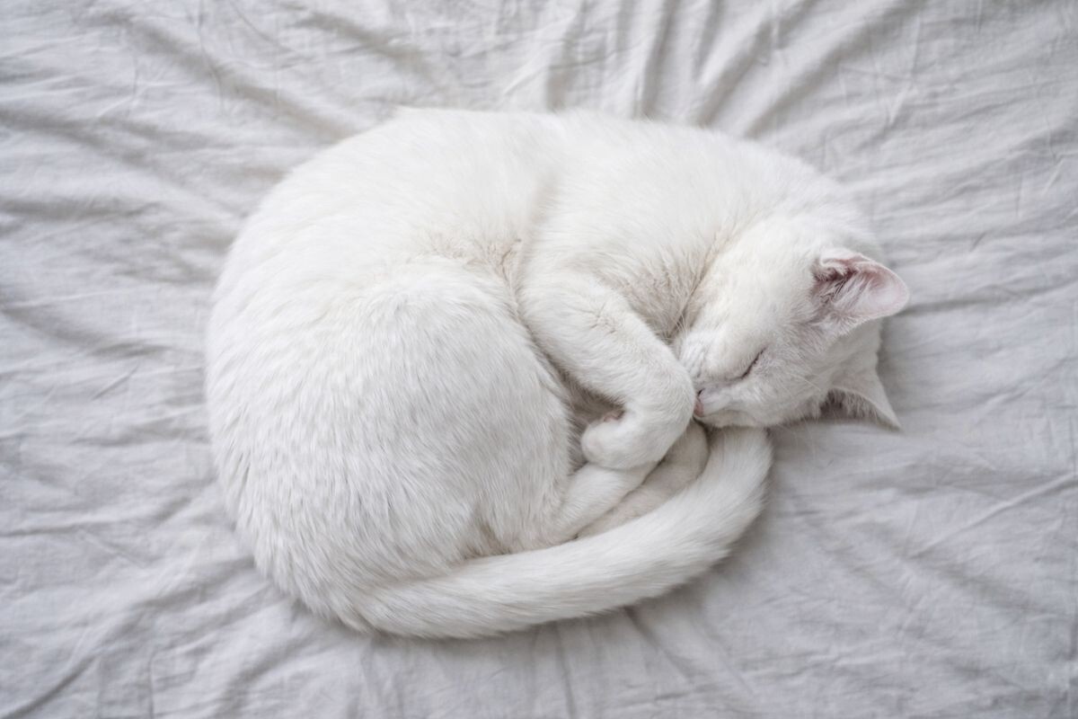 Почему кошка спит в позе эмбриона