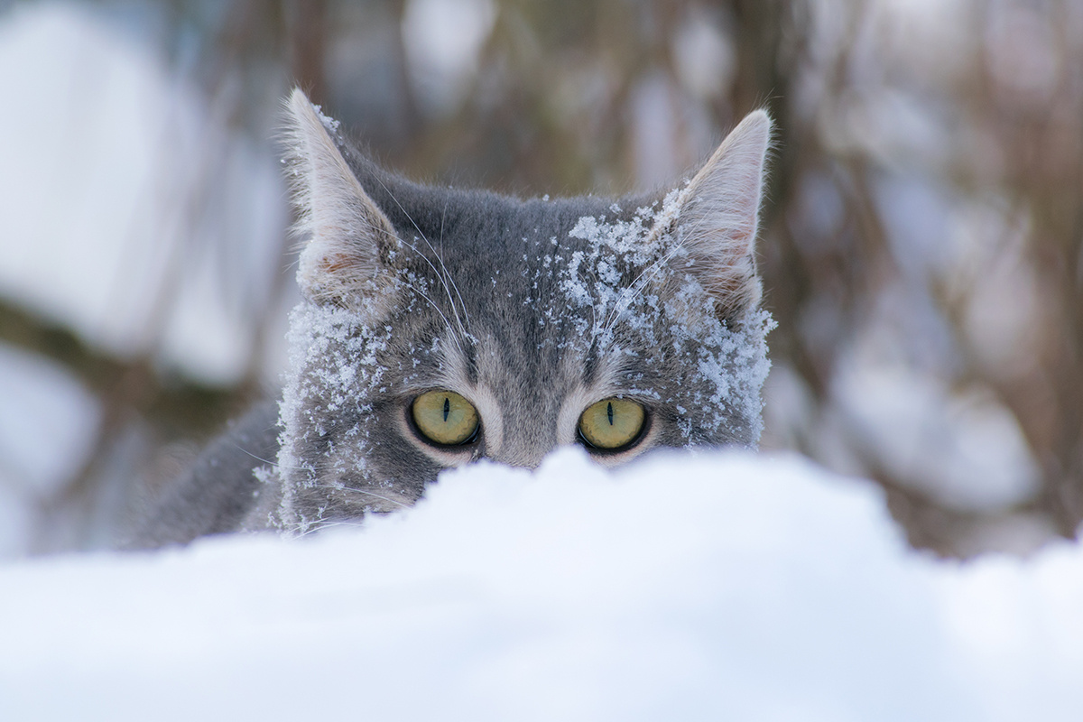    Фото: Matej Ondov / Shutterstock.com