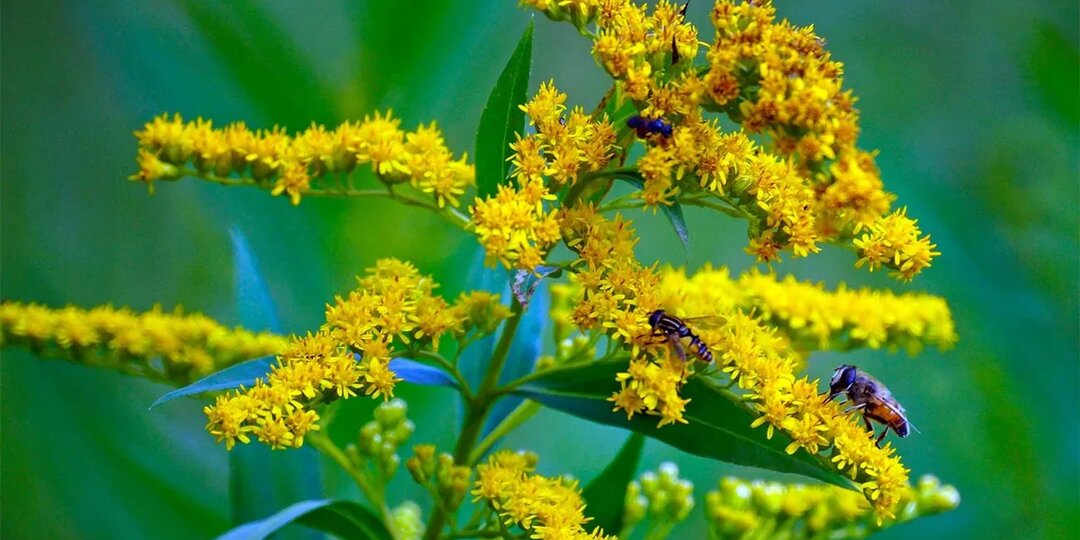 Золотарник: солнечная трава для здоровья печени, почек и не только