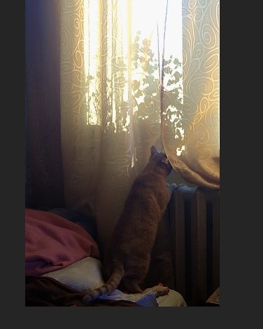 личное   фото