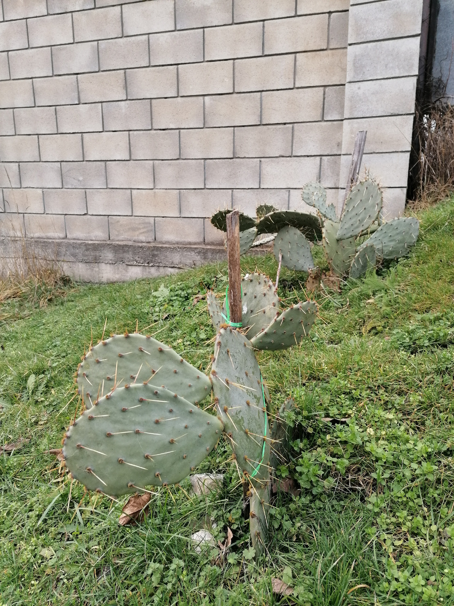 Некая разновидность кактусов. 