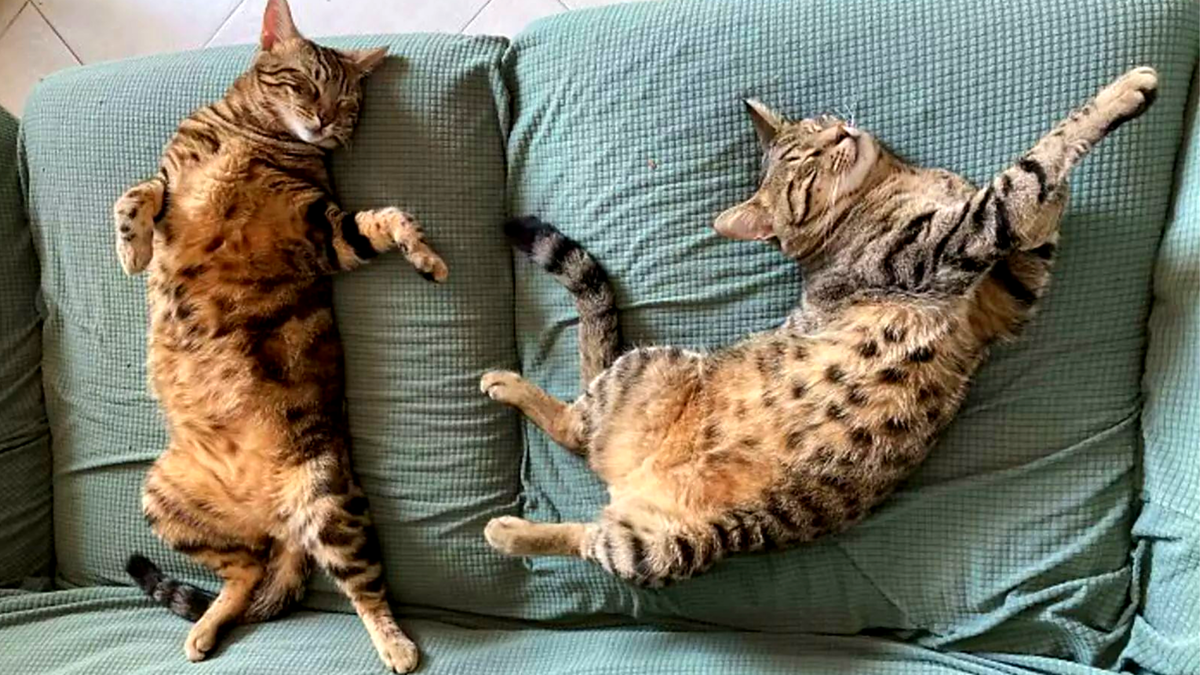 Портрет двух божественных созданий в состоянии совершенного покоя 