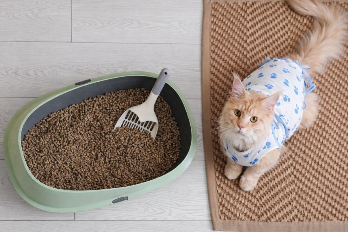 Кошка после стерилизации не ходит в туалет по большому