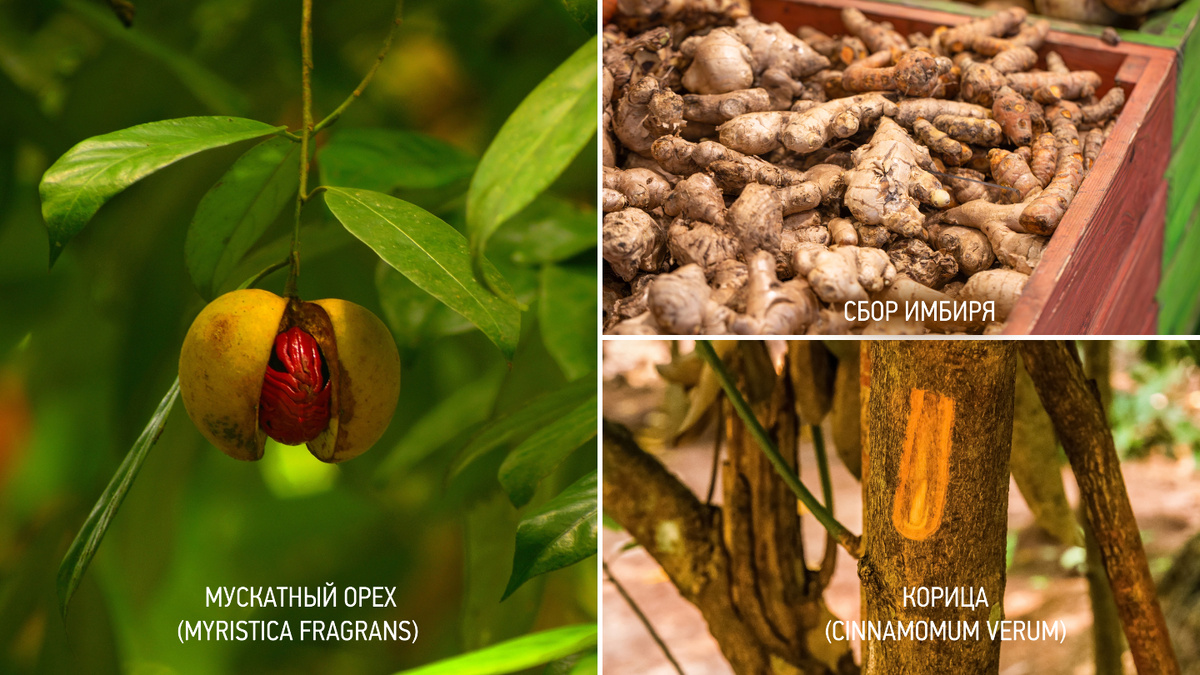     Фото: Jamaan/Shutterstock/FOTODOM; Mariya Surmacheva/Shutterstock/FOTODOM; Elen Marlen/Shutterstock/FOTODOM Корень имбиря созревает за срок от восьми до десяти месяцев. Мускатный орех дает урожай примерно в 20 лет. А корицу добывают из коры, только когда дереву исполняется два года