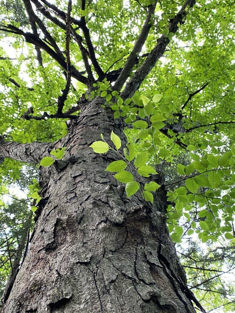 Железная береза (Шмидта)