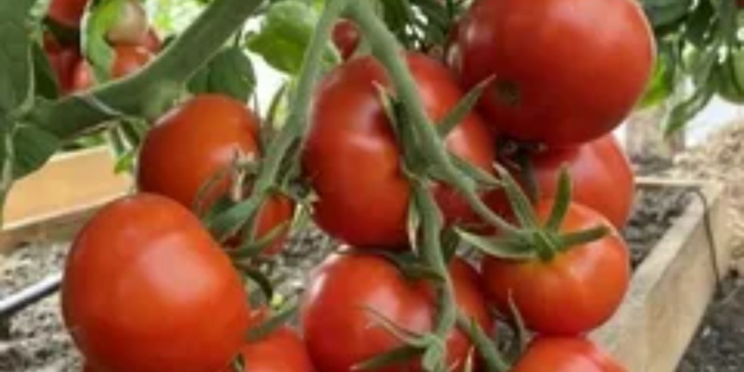 Ранние томаты для открытого грунта. Готовимся к покупкам семян. Обзор 15 сортов и гибридов. Отзывы огородников.