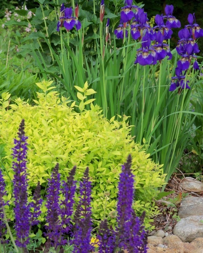 Сибирские ирисы. Фото из свободных источников.