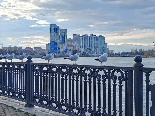    Фото: Юрий Серебренников/BFM Кубань