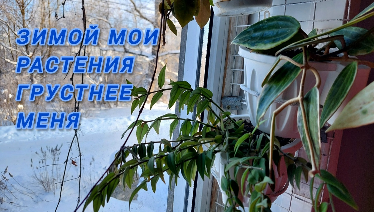 Хойя Белла.