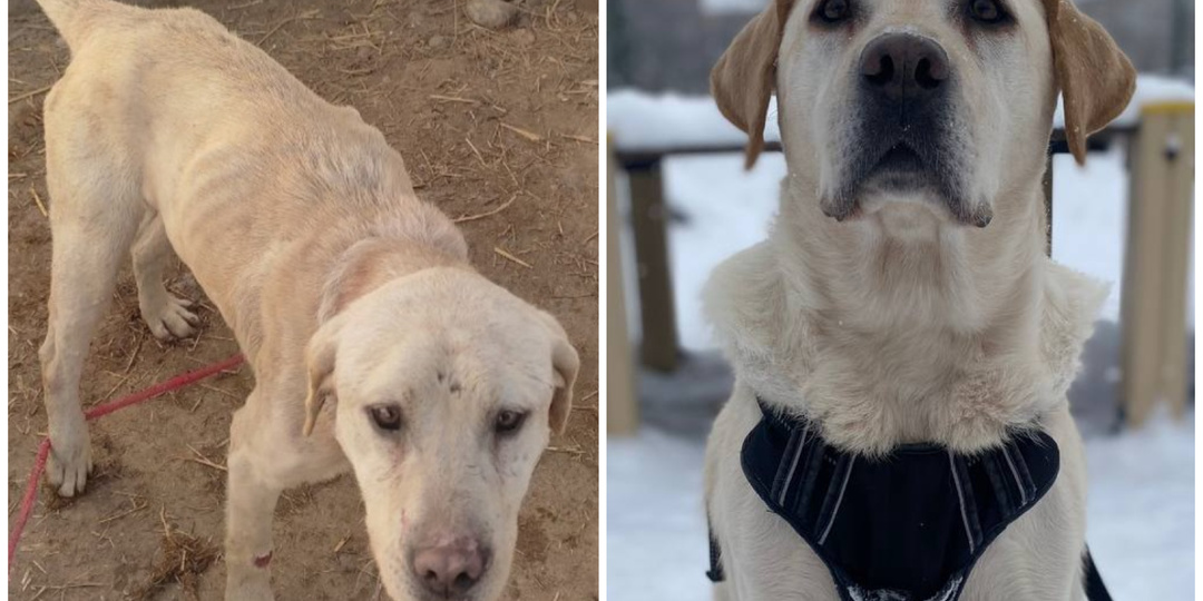 Лабрадор Мирон, спасенный из Узбекской усыпалки, спустя 4 месяца дома