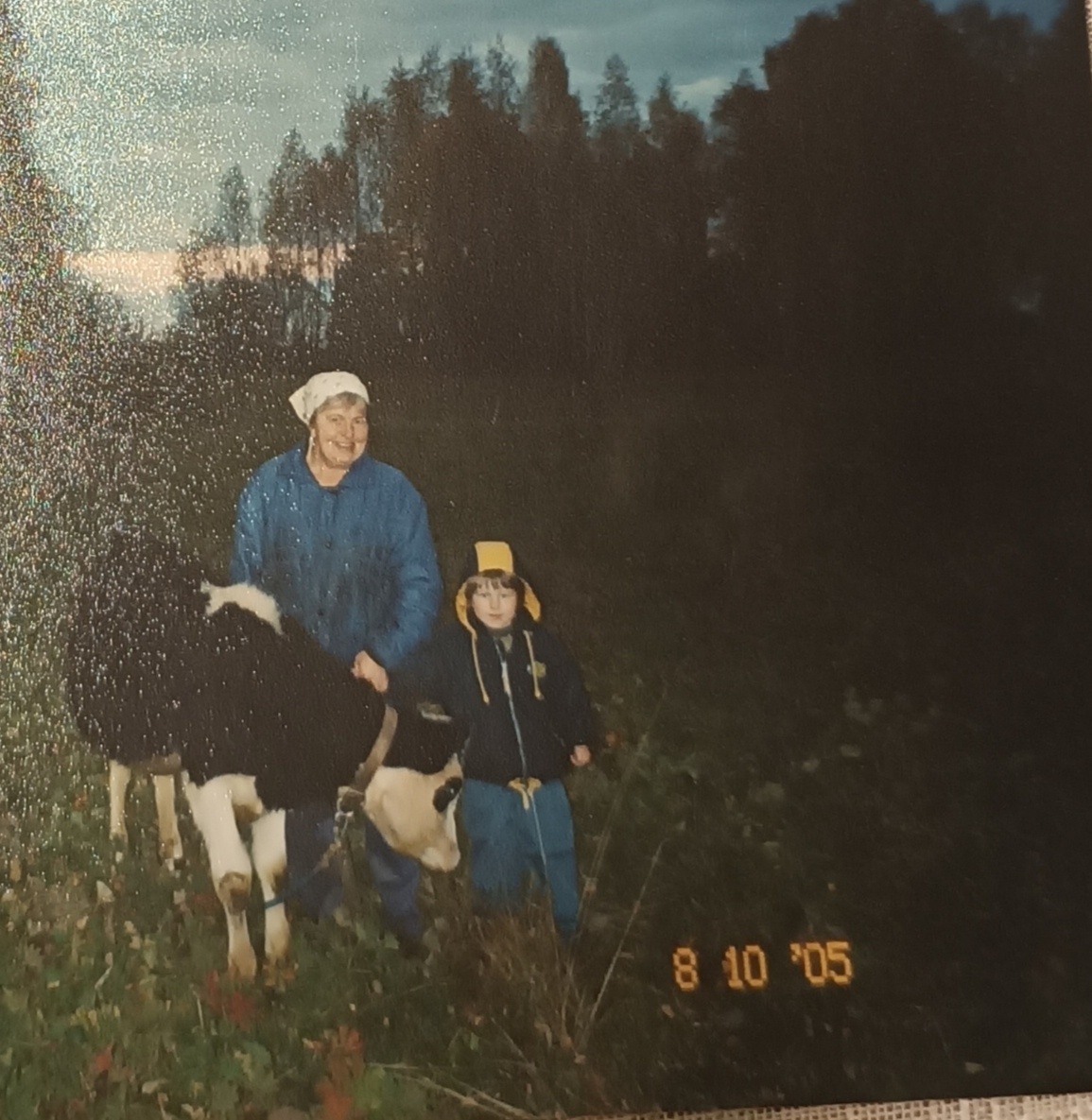 Это мы с внучкой за телёнком пришли, чтобы домой отвести