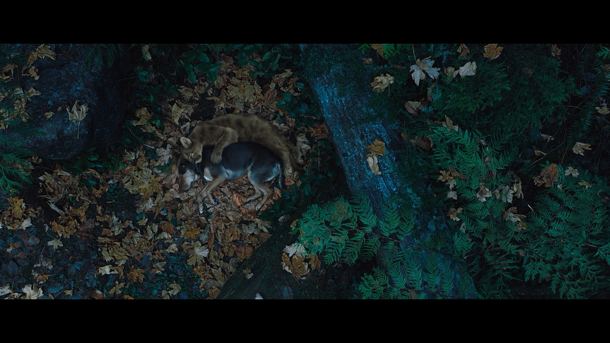 Кадр из фильма Путь домой (2019)