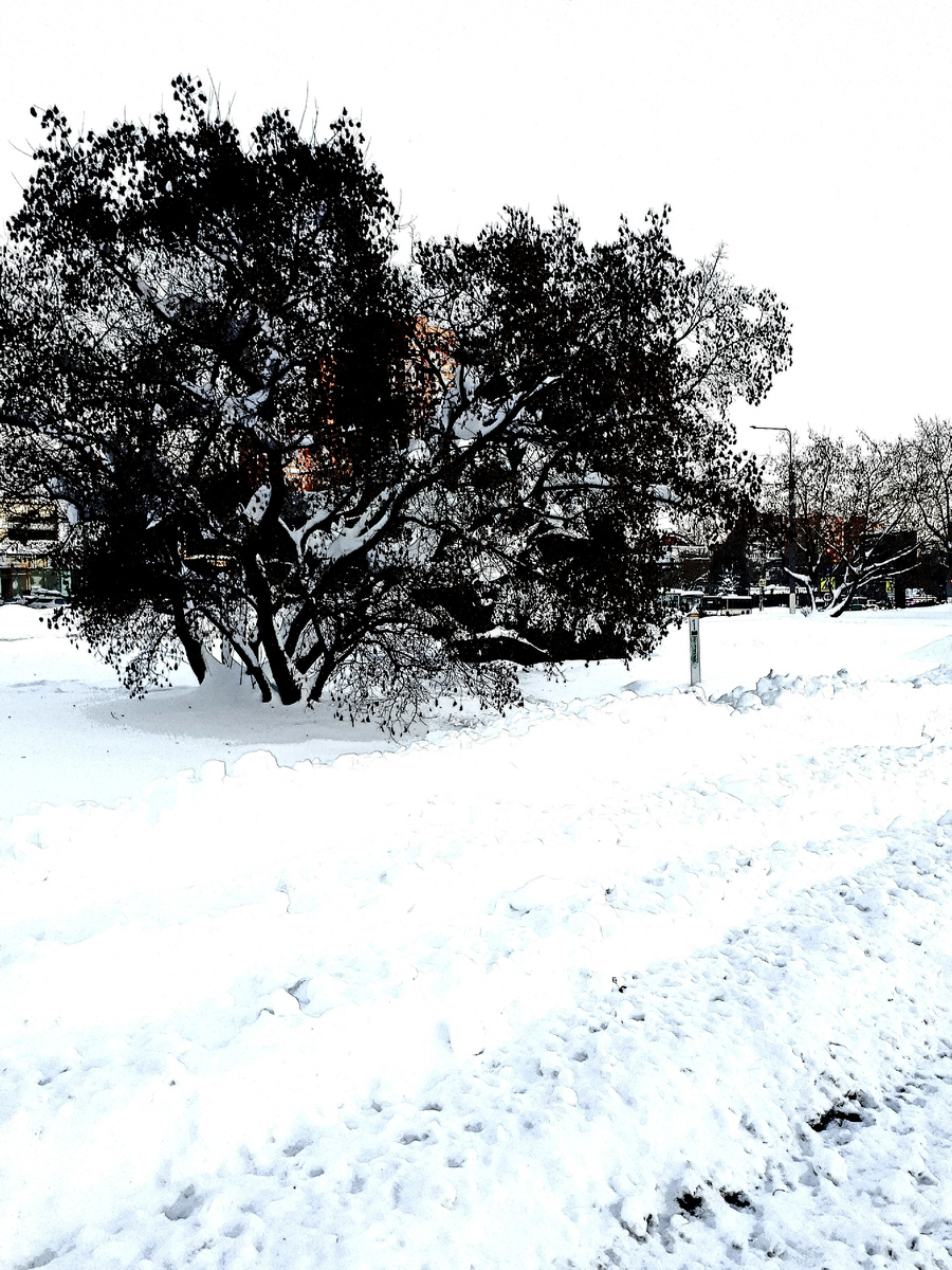 Фото автора 30.01.2026г.