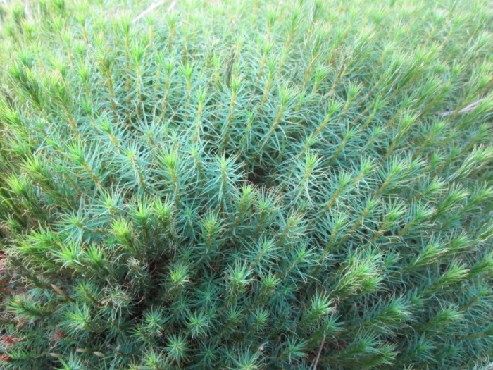 Мох кукушкин лён (фото из архива автора)