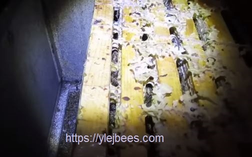 Пчелы зимой