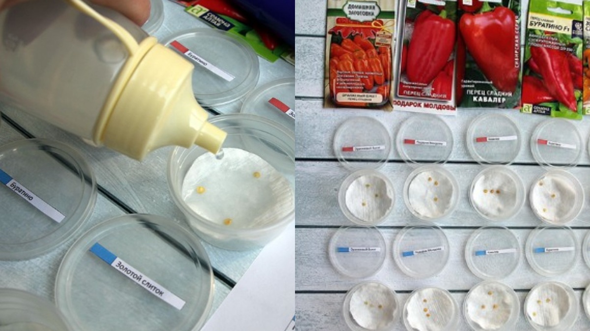 Начало большого эксперимента - 8 методов проращивания одновременно