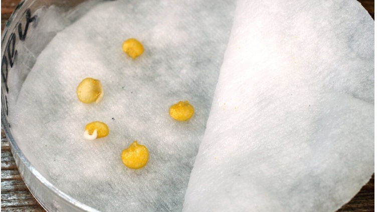 Второй день - явные лидеры с проклюнувшимися корешками