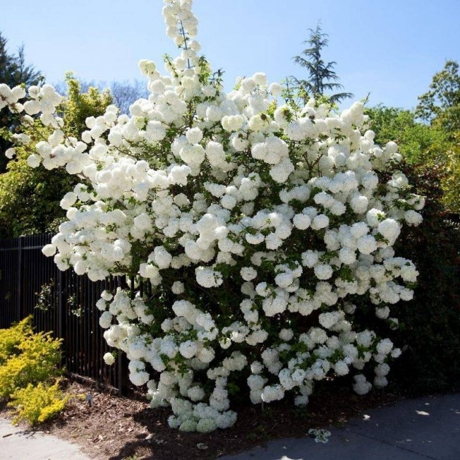 Калина "Розеум"