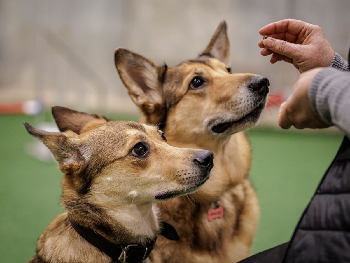 Мы не просто едим, мы работаем!