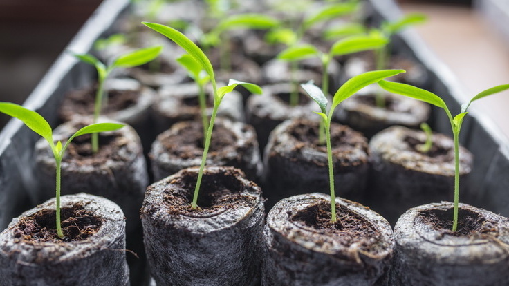 Выжившие растения были настолько хилыми