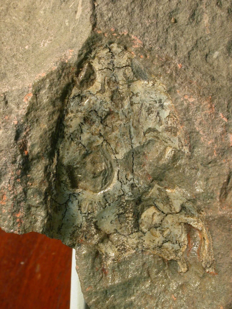 Паратип криобатраха с обозначенными костями 