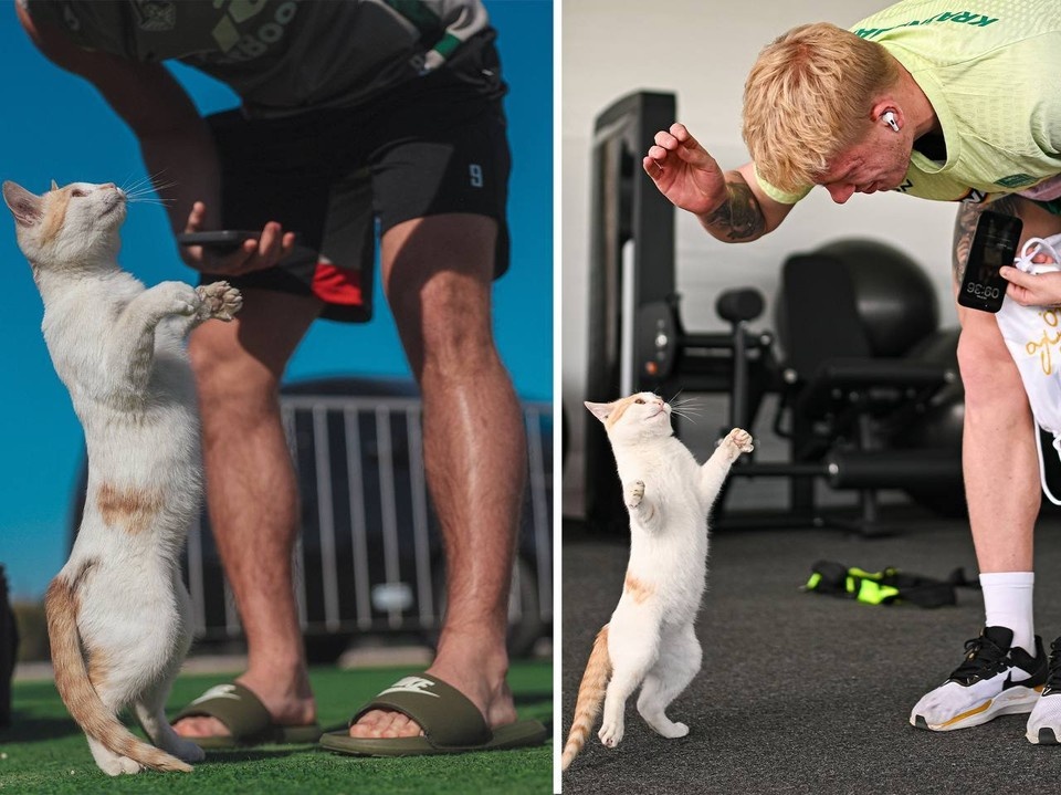    Эмиратский кот Котэо останется с «Краснодаром» до конца зимних сборов. Фото: ФК "Краснодар"