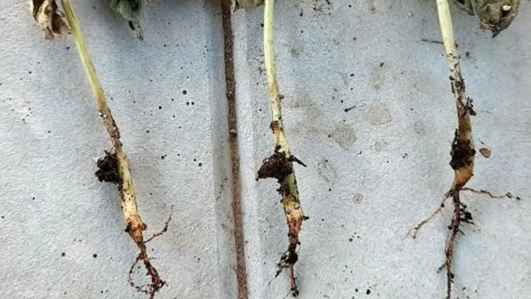Результат неправильной пикировки - стебель загнил за 5 дней