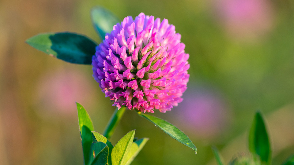 Клевер: растение, на котором держится почва, пчёлы и сама идея живого равновесия