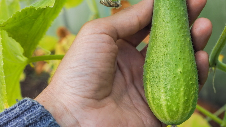 Такие плоды непригодны даже для засолки из-за сильной горечи