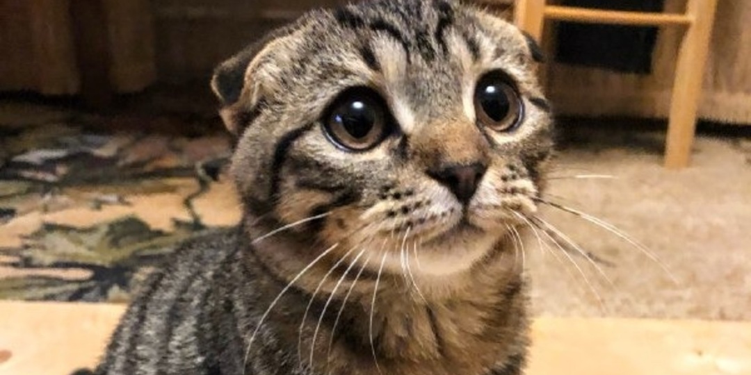 Смертельно опасно! — ветеринар рассказал, чем нельзя кормить кошек и собак