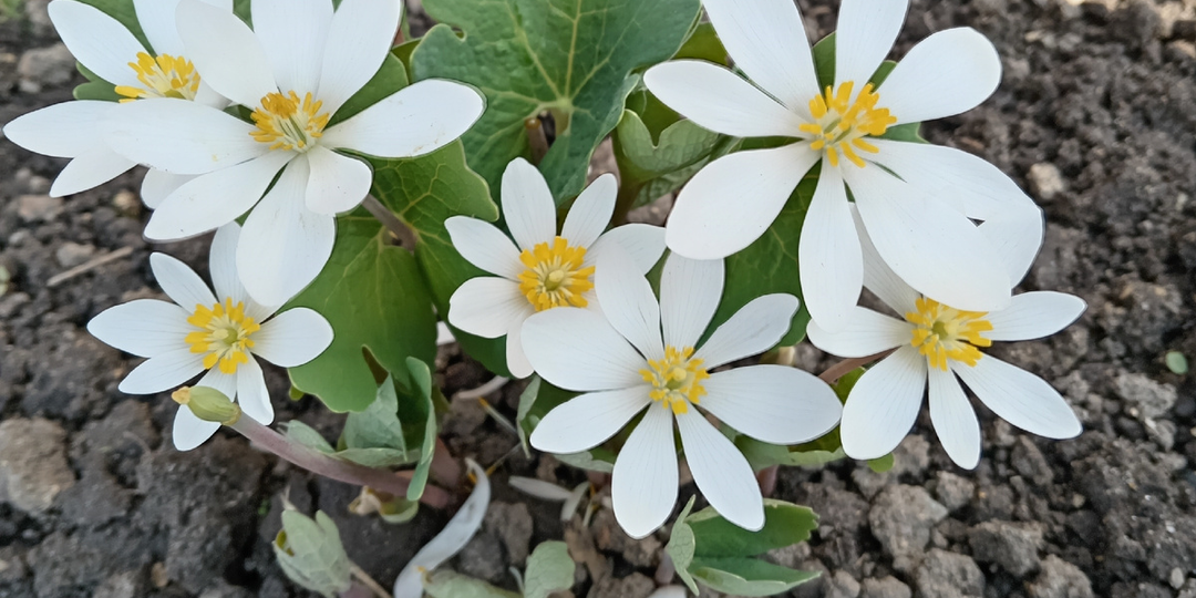 Задарили - растения от читателей в нашем саду