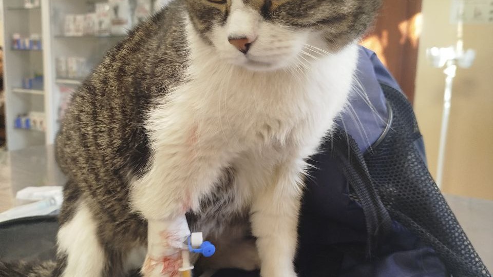 Жизнь и борьба за лучшее будующее приюта Ананда продолжается