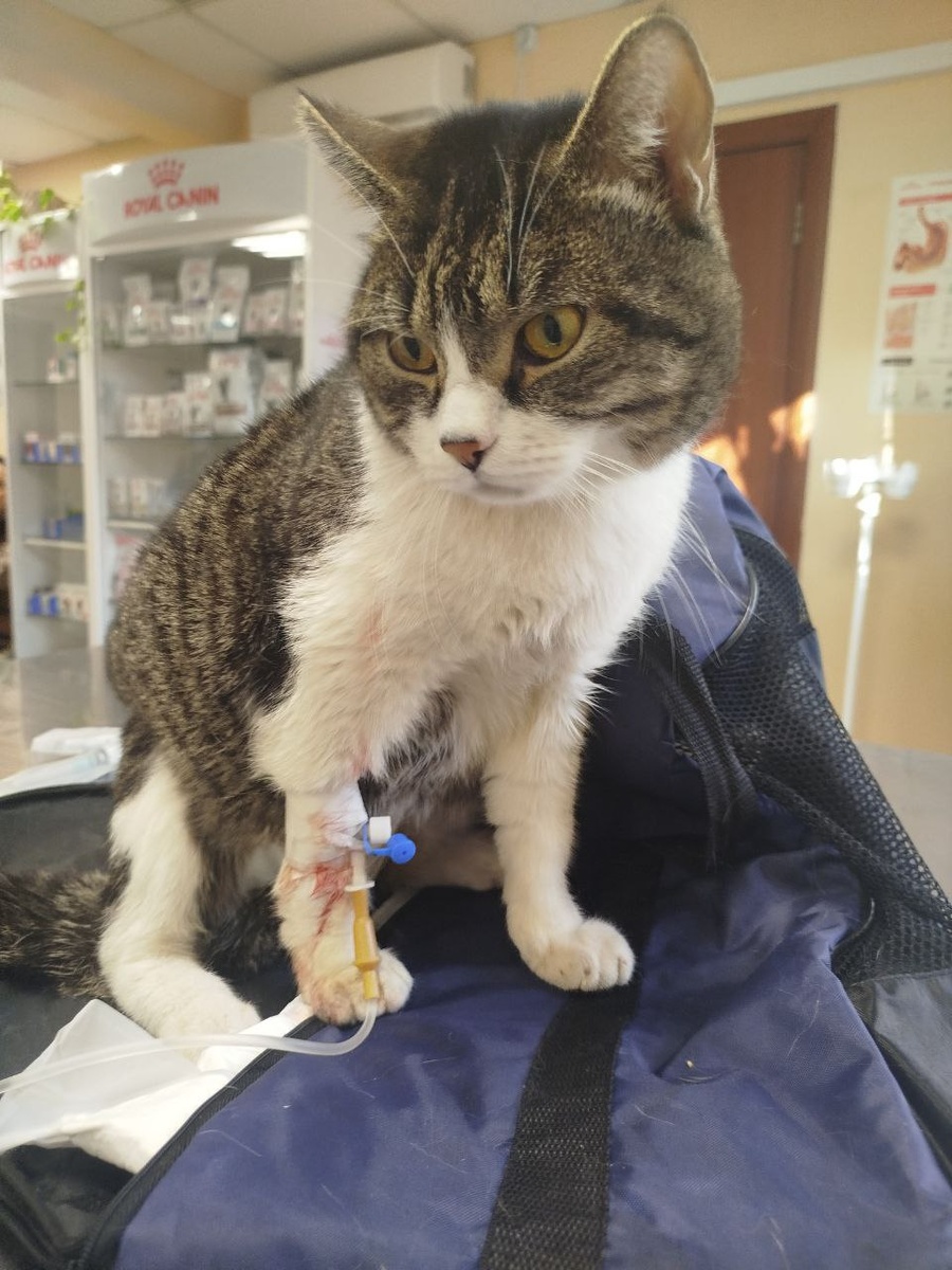  Житель приюта для собак Ананда, котик Желток, у него всё хорошо